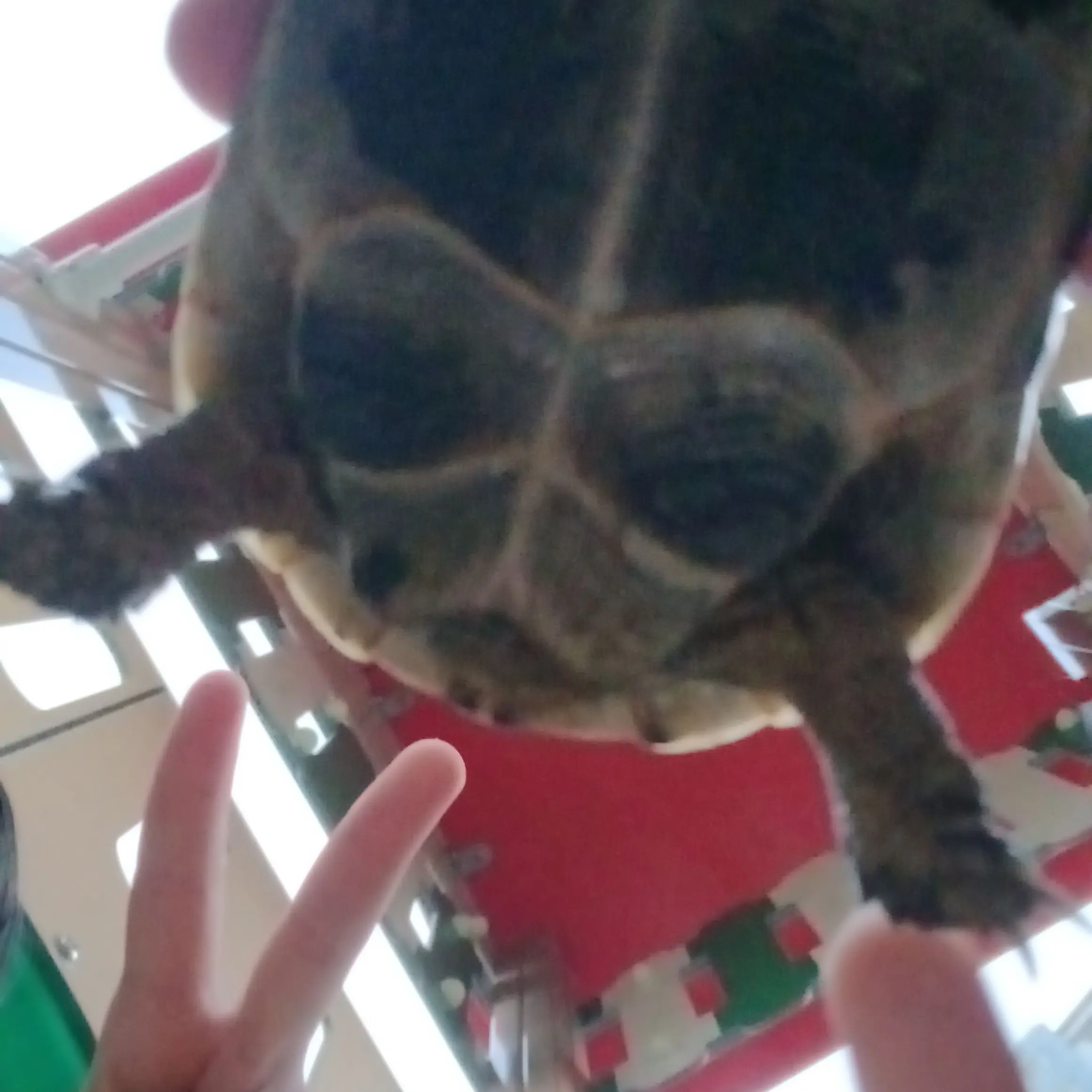 StableSmoke3513의 팀나빠와 동거?!