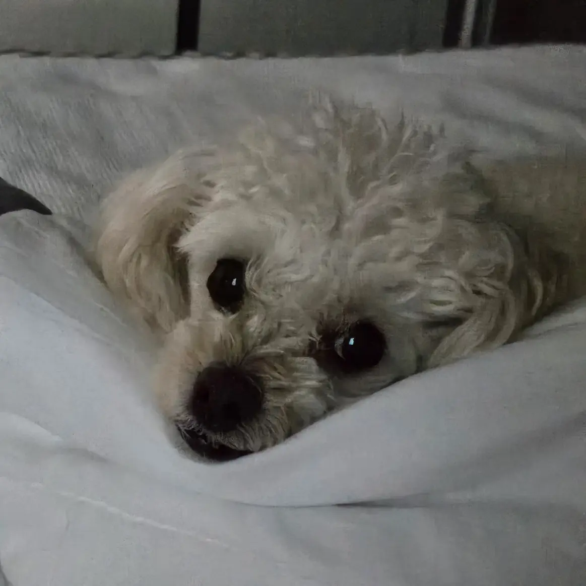 SaltyBark4144의 김영훈