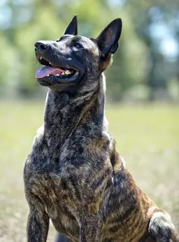 Profile image of Delta