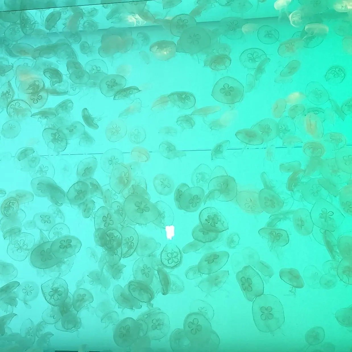 jellyfish.397.의 いじめっこ
