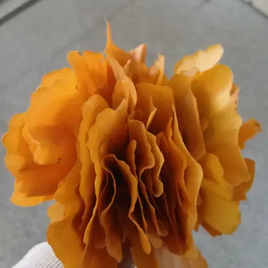 Profile image of 햇님