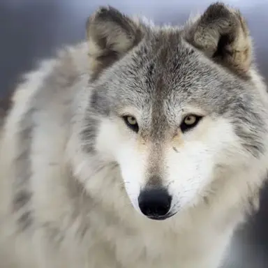 Profile image of 김늑대