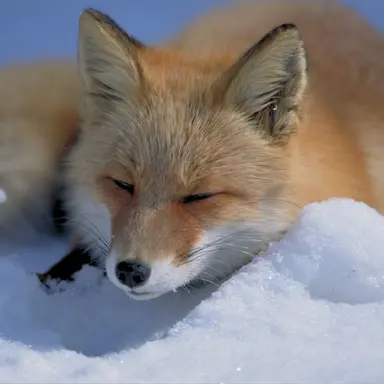 Profile image of 여우