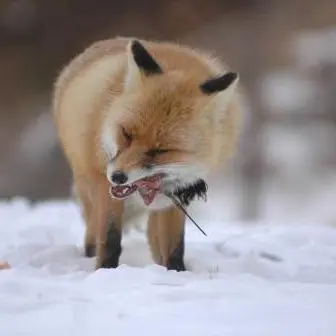 Profile image of 여우