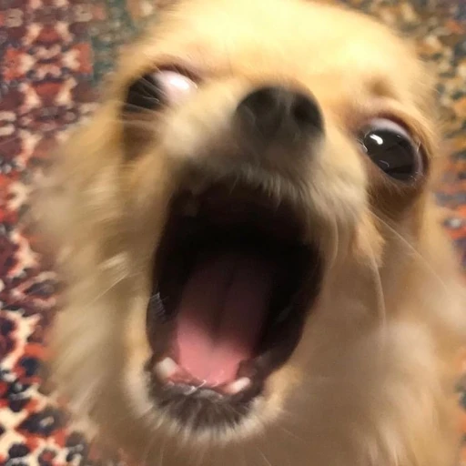 미친치와와
