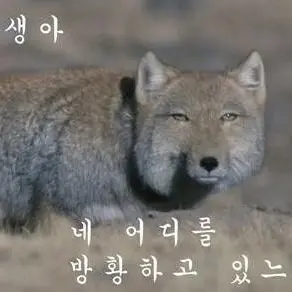 Profile image of 여우