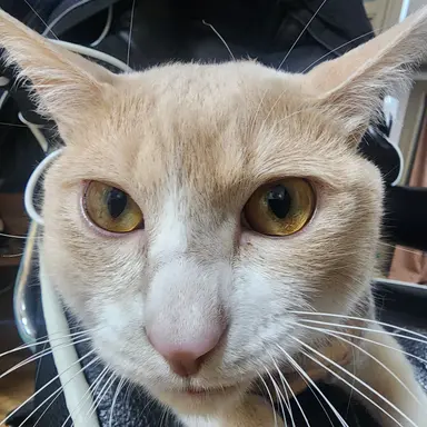 Profile image of 신선미