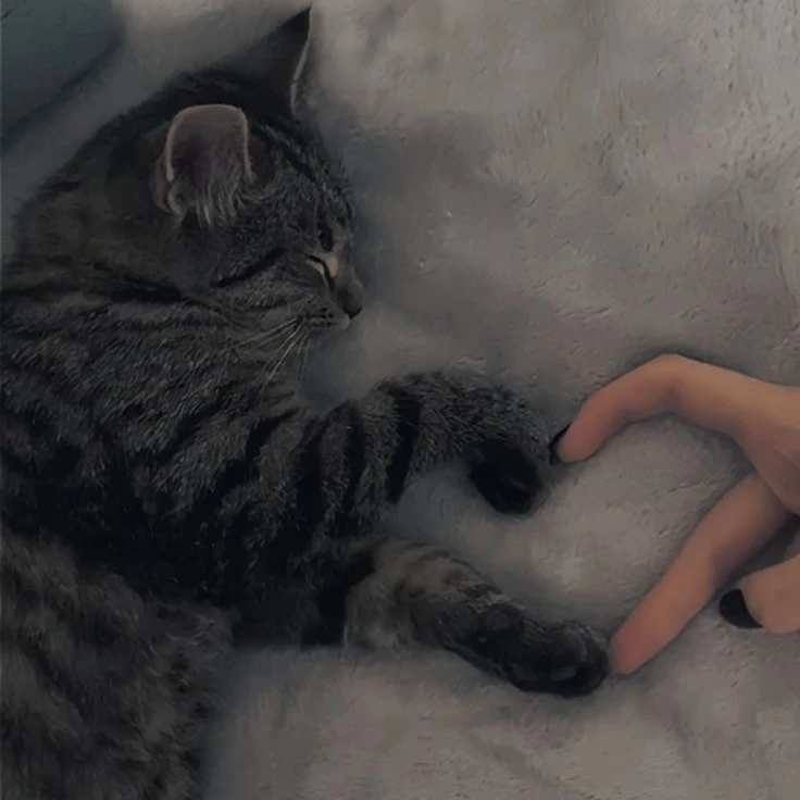 딸초냥이