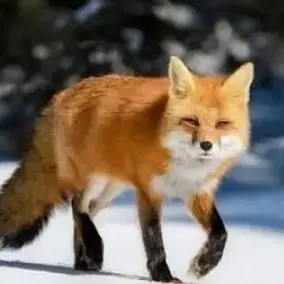 Profile image of 여우