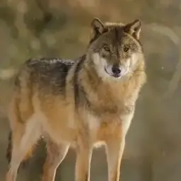 Profile image of 늑대