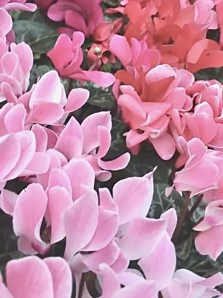 sinnzounobasyo의 rchsr　死ネタ