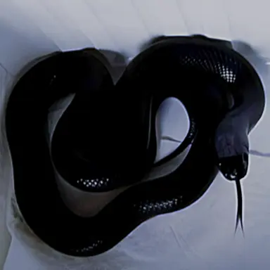 Profile image of Jazz