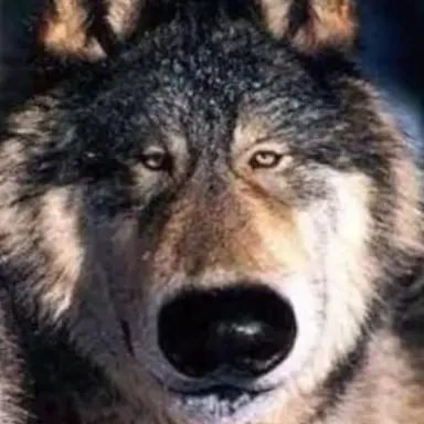 Profile image of 풉울프