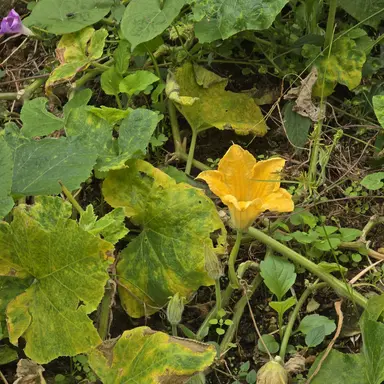 Profile image of 덕개