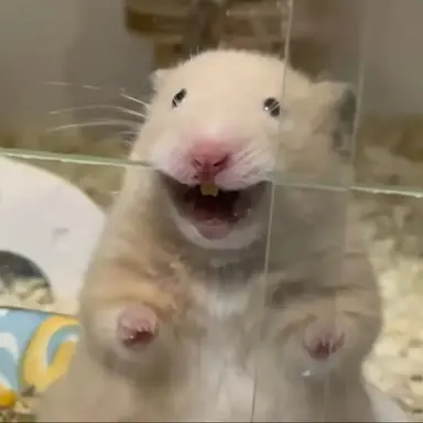 Profile image of 에이션트들