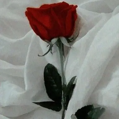 Profile image of 山田涼介