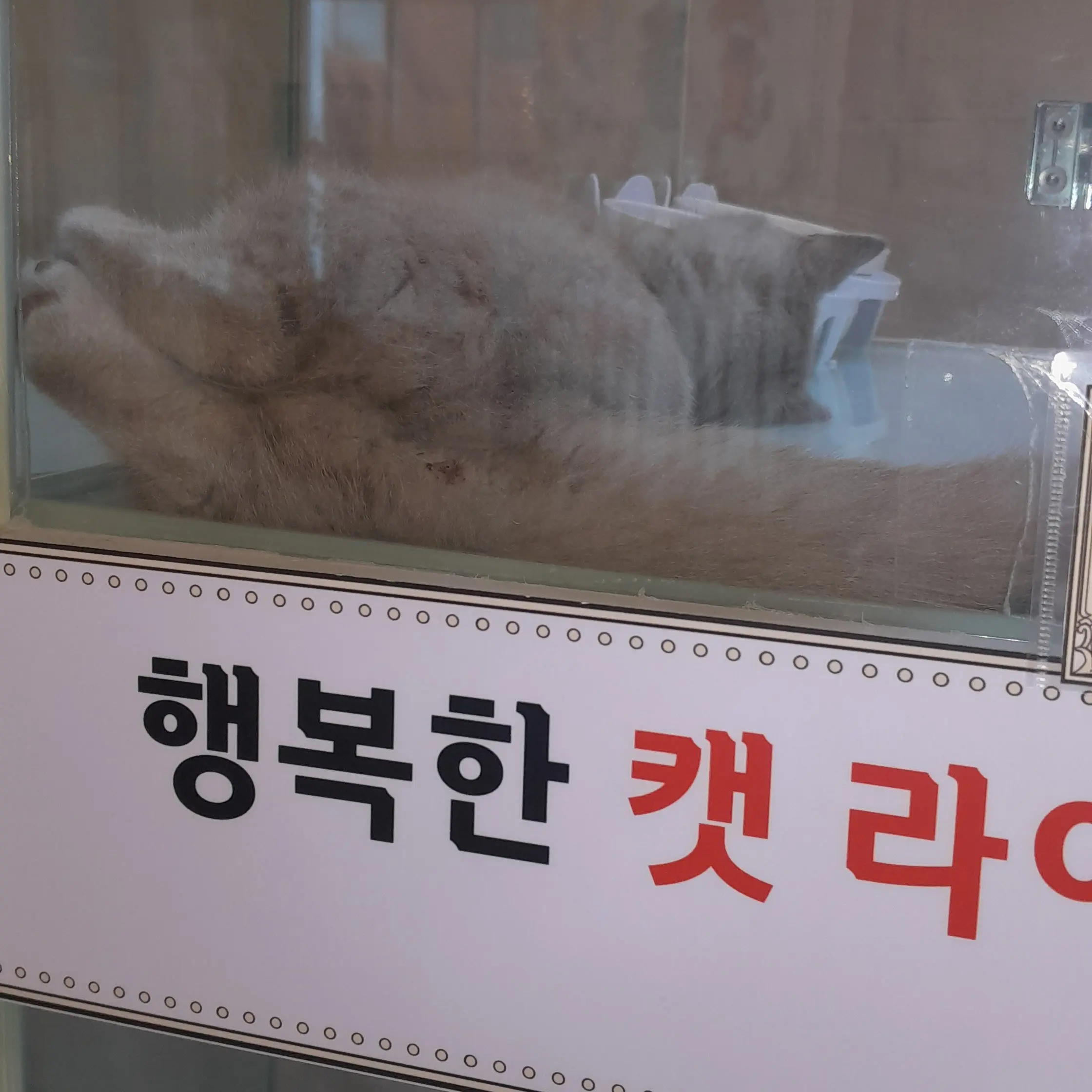 ProudBooby9754의 급식왕 체험