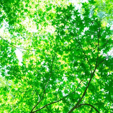 Profile image of こぺ