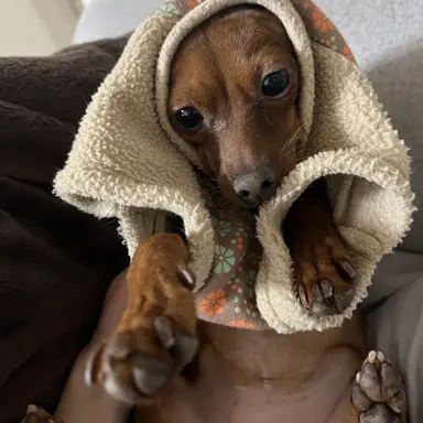 Profile image of しゅんと