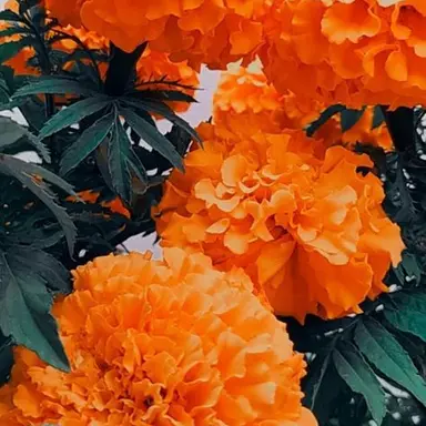 Profile image of 코마
