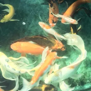 Profile image of 타케시 쇼