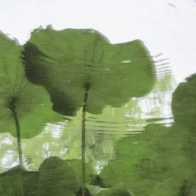 Profile image of 알리
