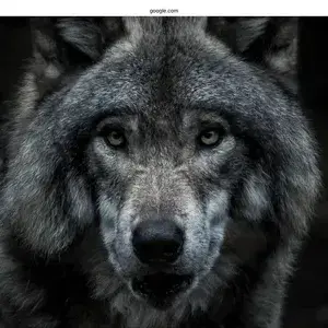 GrimPiano6173의 Kael