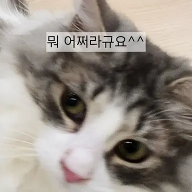Profile image of 친척들