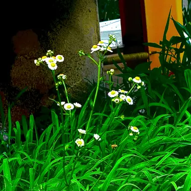 Profile image of 이호성