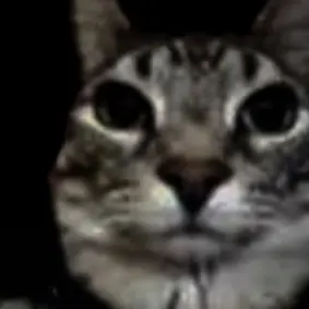 Profile image of 고양이