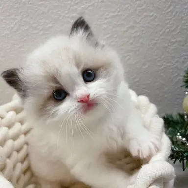 Profile image of Mochi