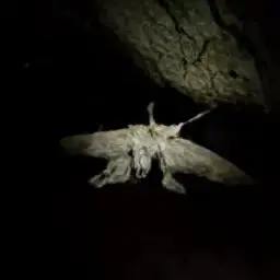 Profile image of Mortisdoptera