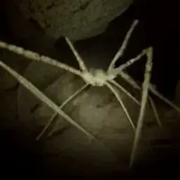 Profile image of Troglosidae