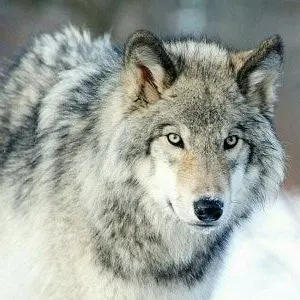Profile image of Wolf
