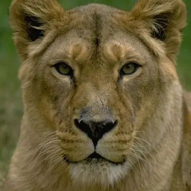 Profile image of 암사자