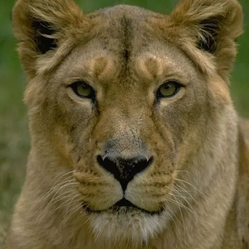 BruteImage8034의 암사자의 거처