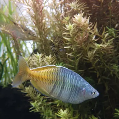 Profile image of カクビョル