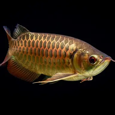 Profile image of アジアアロワナ
