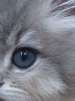 Miny20의 [조직 우당탕]에게 스카웃을 받았다…