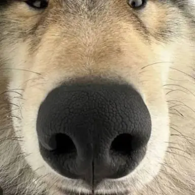 Profile image of 늑대