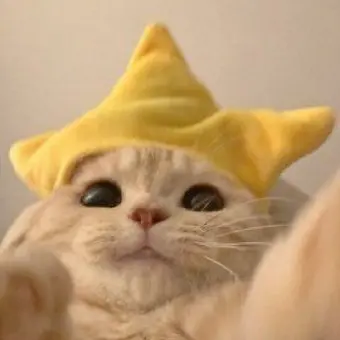 PrimFox6773의 🖤