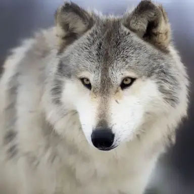 Profile image of 늑대