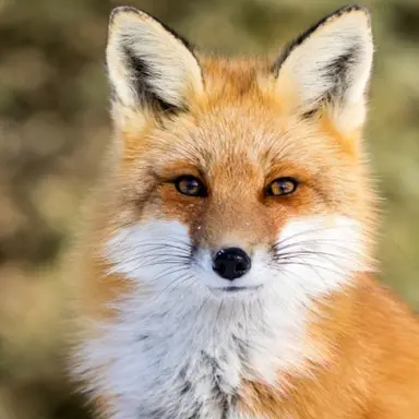 Profile image of 여우