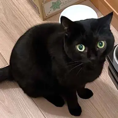 Profile image of ミケ