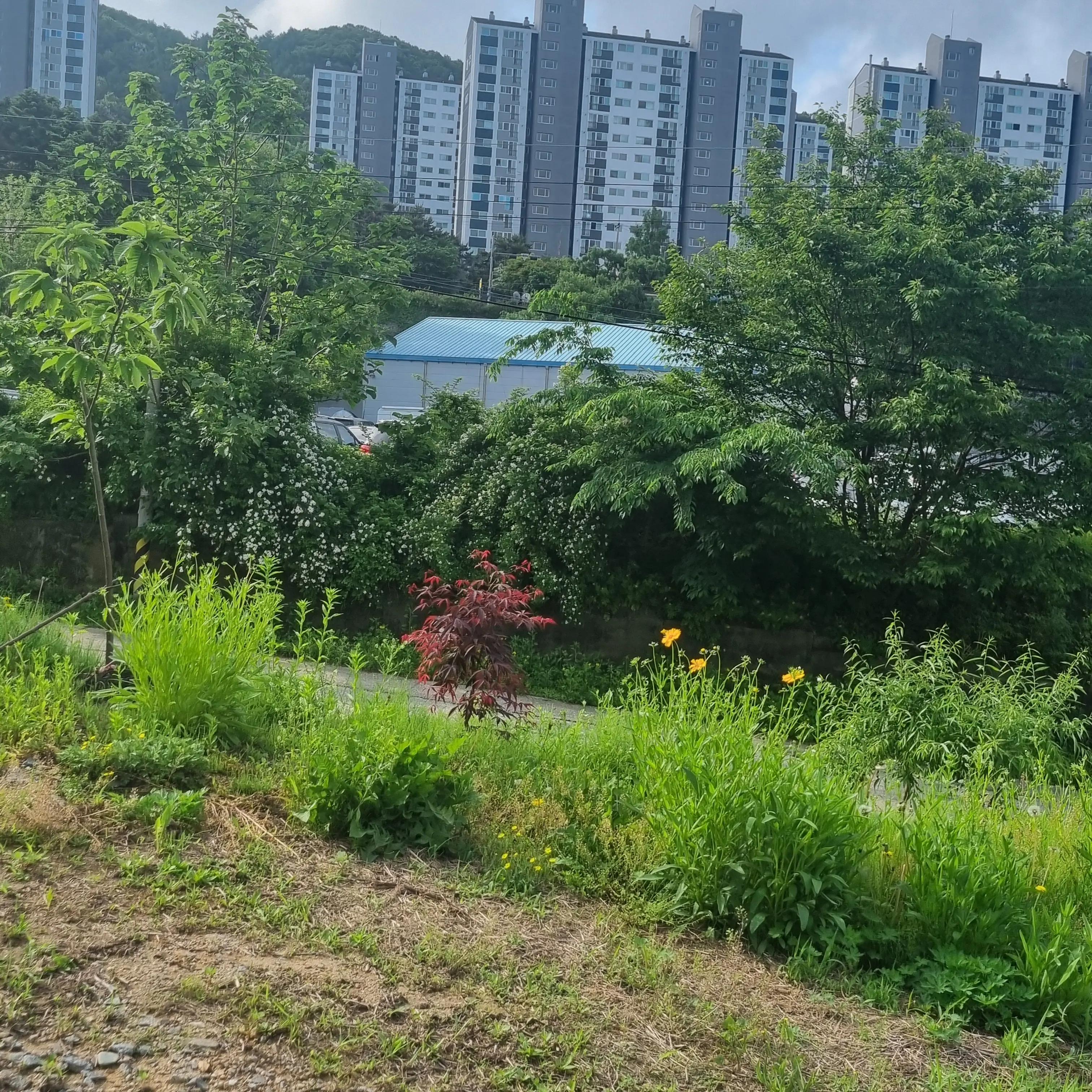 somyeo1의 고고프렌즈+여우