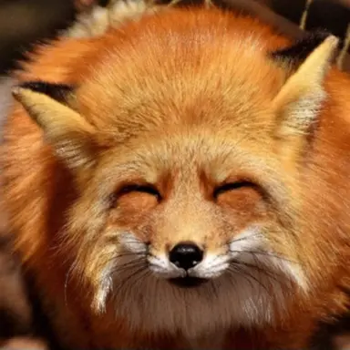 Profile image of 여우