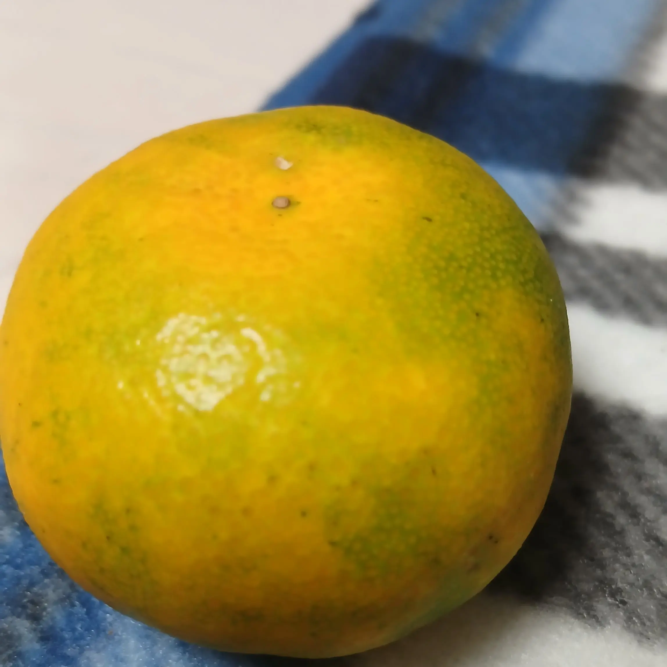 73338의 양아치 최연준