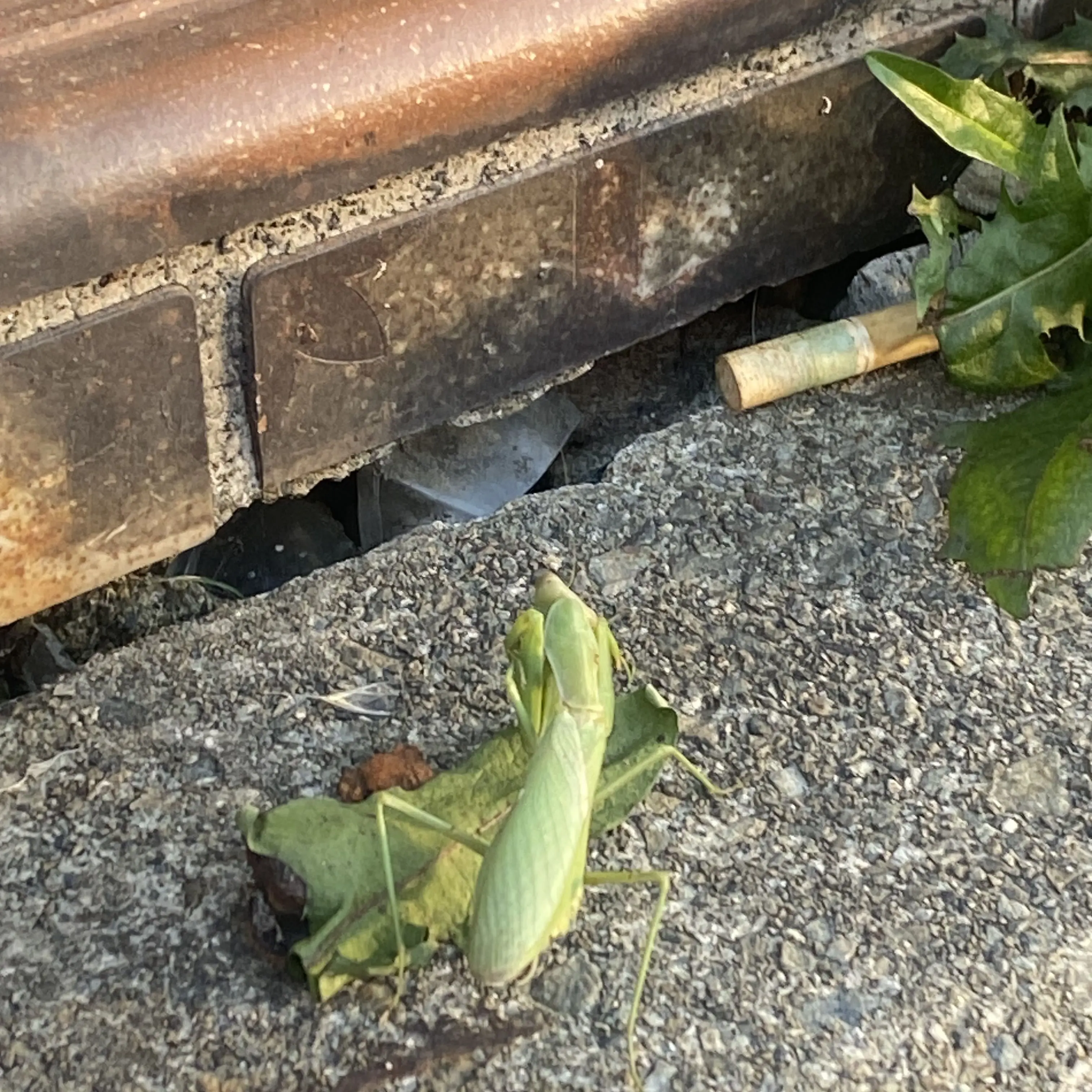 ExpertApple2439의 モブ子と日帝とあなた