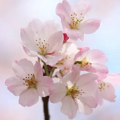 Profile image of 桜