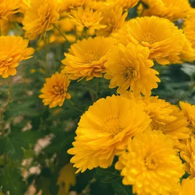 Profile image of 菊